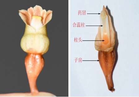 天麻粉末显微镜特征图图片